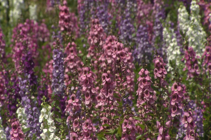 Angelonias paint pastel colors into your landscape